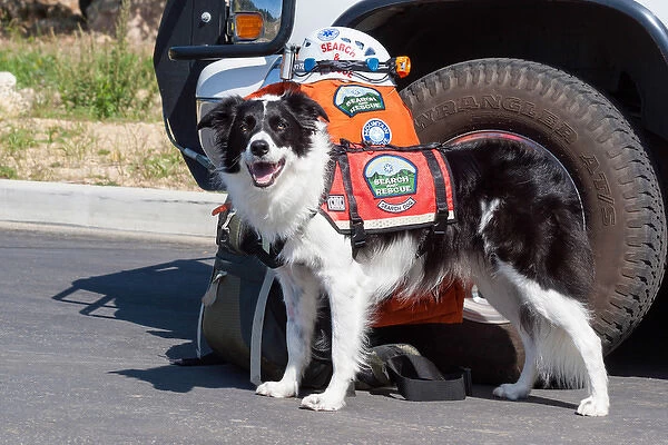 Border Collie Search and Rescue Dog