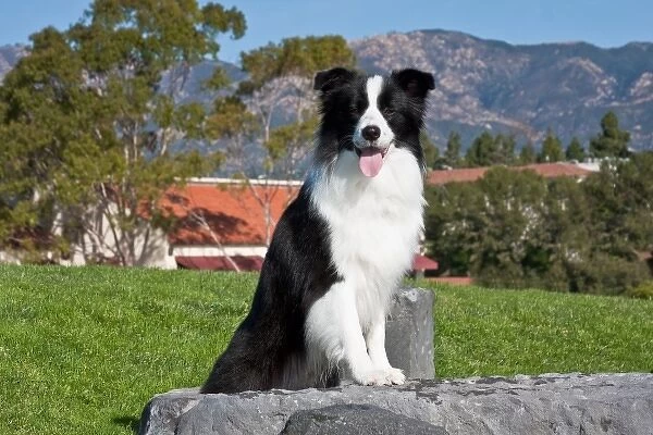 A Border Collie sitting on a gray stone slab in a park with the Santa Ynez Mountains