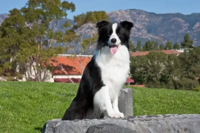 Framed Print : A Border Collie sitting on a gray stone slab in a park with the Santa Ynez Mountains Framed Print : A Border Collie sitting on a gray stone slab in a park with the Santa Ynez Mountains