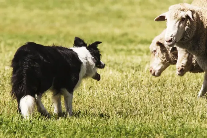 Framed Print : Border Collie staring at 3, three sheep Framed Print : Border Collie staring at 3, three sheep
