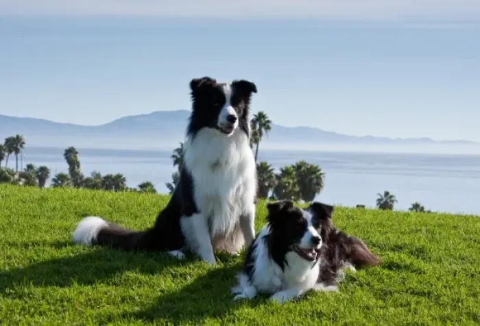 Framed Print : Two Border Collies on a hill of green grass overlooking the Pacific Ocean