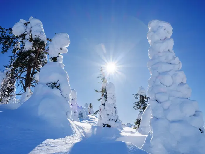 Framed Print : Boreal forest covered in snow (Tykkylumi) in the Taiga of Finland at mountain Iso Pyhatunturi. Winter in the Salla National Park in Finnish Lapland
