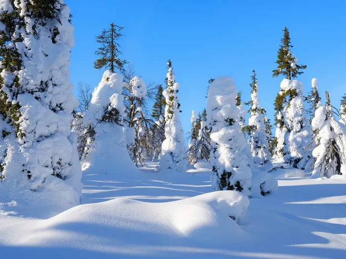 Framed Print : Boreal Forest or Taiga with snow clad spruce trees (locally called Tunturi) during winter. Landscape in the Riisitunturi National Park (Riisitunturi Kansallispuisto) in Lapland near Posio, Finland