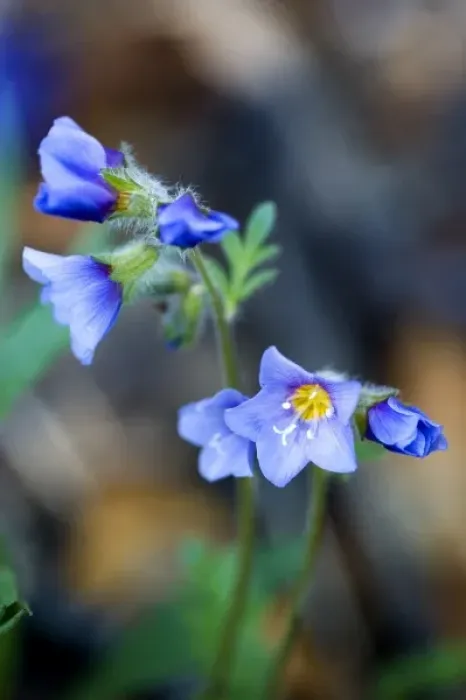 Framed Print : Boreal Jacobs-ladder (Polemonium boreale) - Arctic National Wildlife Refuge, Alaska Framed Print : Boreal Jacobs-ladder (Polemonium boreale) - Arctic National Wildlife Refuge, Alaska