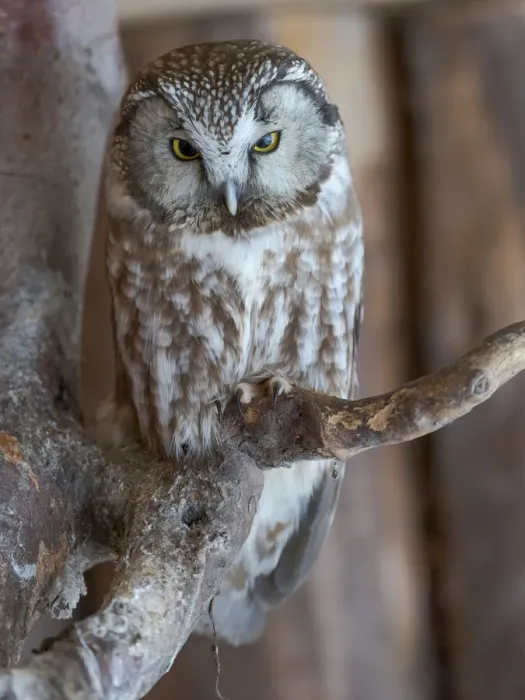 Framed Print : Boreal owl (Aegolius funereus). Enclosure area of the National Park Bavarian Forest
