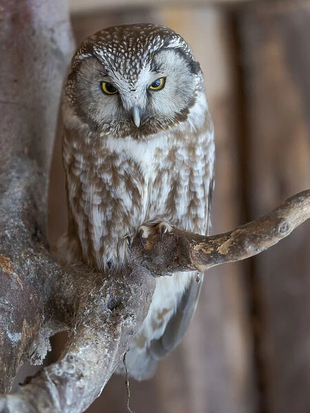 Boreal owl (Aegolius funereus). Enclosure area of the National Park Bavarian Forest