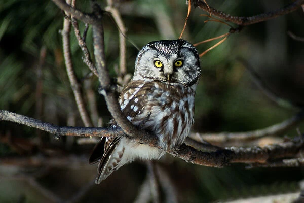05. Boreal Owl (Aegolius funerus), near Duluth, MN, March