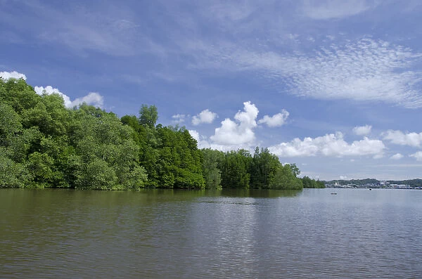 Borneo, Brunei. Dense mangrove forest along the Brunei river not far from the capital