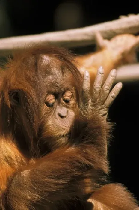Framed Print : Borneo. Captive orangutan, or pongo pygmaeus Framed Print : Borneo. Captive orangutan, or pongo pygmaeus