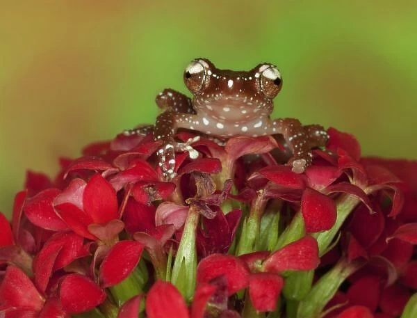 Borneo. Close-up of Cinnamon Tree Frog on red flowers
