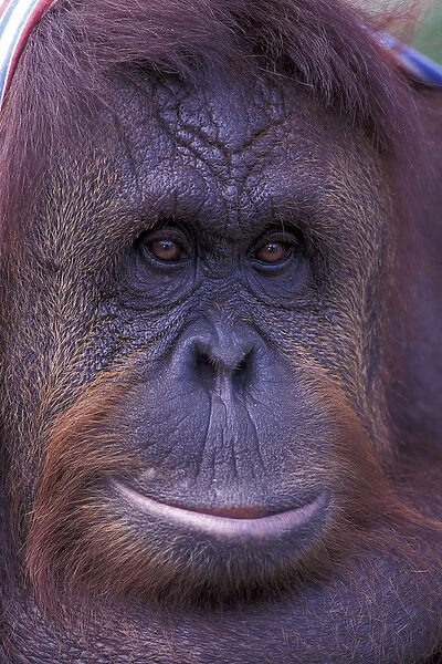 Borneo, Orangutan portrait (captive)