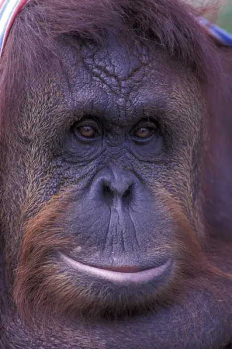 Framed Print : Borneo, Orangutan portrait (captive)