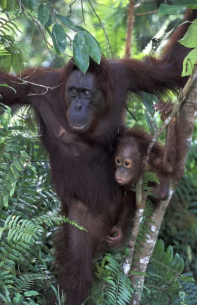 Borneo, Tanjung National Park Orang-utan (Pongo Pygmaeus) mother in tree with baby