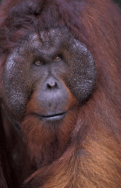 Borneo, Tanjung National Park Orang-utan (Pongo Pygmaeus) dominant male portrait
