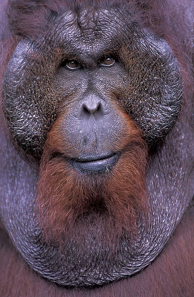 Borneo, Tanjung National Park Orang-utan (Pongo Pygmaeus) dominant male portrait