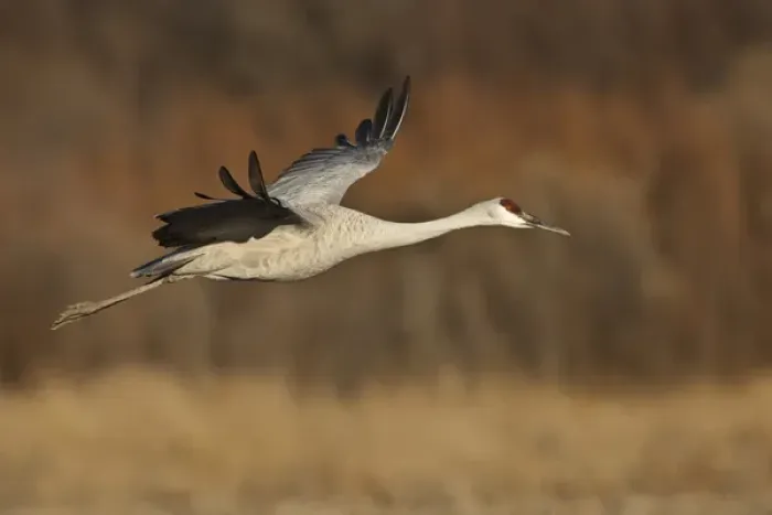 Framed Print : Bosque del Apache National Wildlife Refuge, New Mexico, a Sandhill Crane (Grus canadensis)