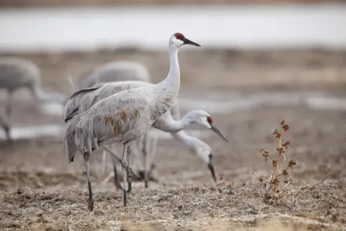 Framed Print : Bosque del Apache National Wildlife Refuge, New Mexico, Sandhill Cranes (Grus canadensis) Framed Print : Bosque del Apache National Wildlife Refuge, New Mexico, Sandhill Cranes (Grus canadensis)