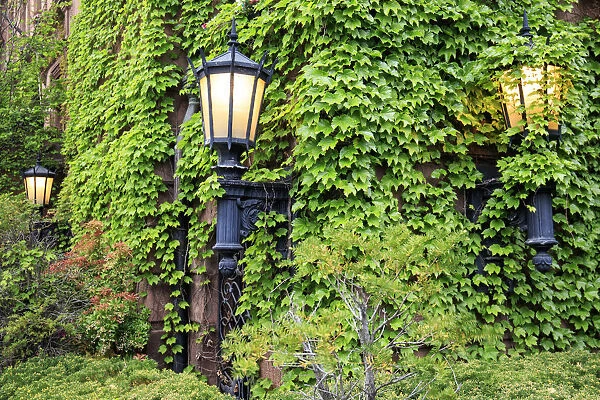 Boston, MA, USA. Street lamps with abundant foliage of historic buildings