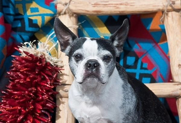 A Boston Terrier sitting in a Southwest background