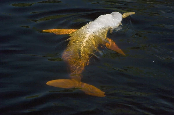 Boto, or Amazon River Dolphin (Inia geoffrensis) WILD, Rio Negro, Brazil