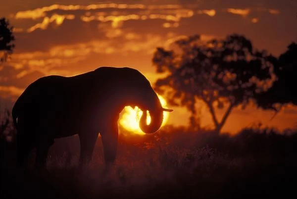 Botswana, Chobe National Park, Bull Elephant (Loxodonta africanus) silhouetted by