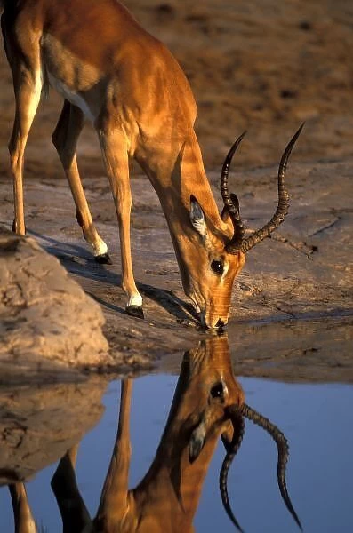 Botswana, Chobe National Park, Bull Impala (Aepyceros melampus) is reflected while