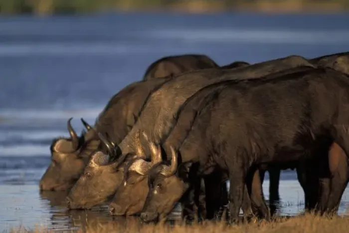 Framed Print : Botswana, Chobe National Park, Cape Buffalo (Syncerus caffer) herd drinks from Chobe Framed Print : Botswana, Chobe National Park, Cape Buffalo (Syncerus caffer) herd drinks from Chobe