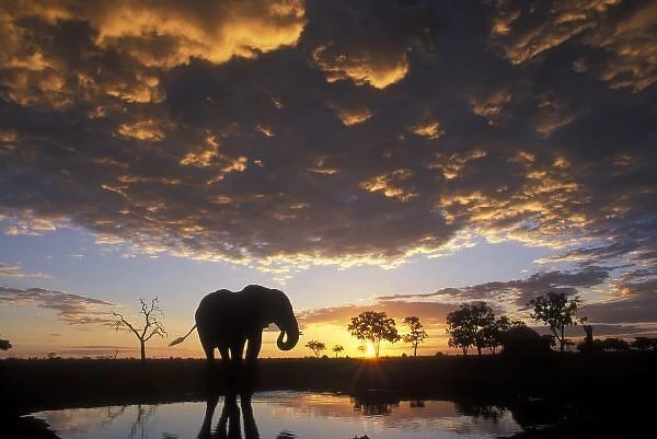 Botswana, Chobe National Park, Elephant (Loxodonta africana) silhouetted by setting