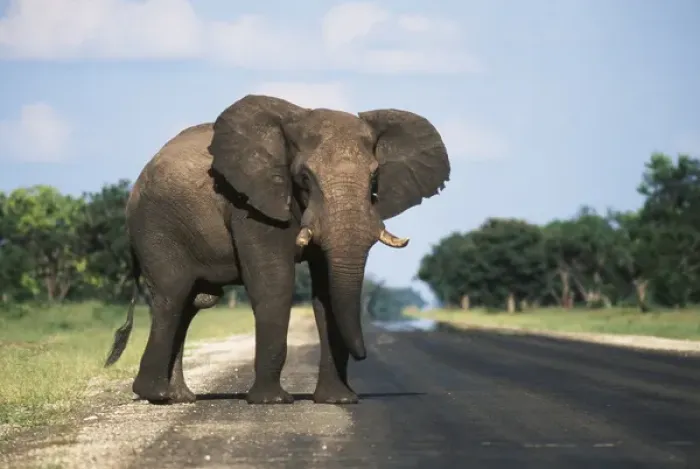 Framed Print : Botswana, Chobe National Park, Elephant calf crossing highway Framed Print : Botswana, Chobe National Park, Elephant calf crossing highway