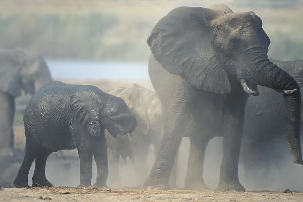 Botswana, Chobe National Park, Elephant herd (Loxodonta africana) raises cloud of