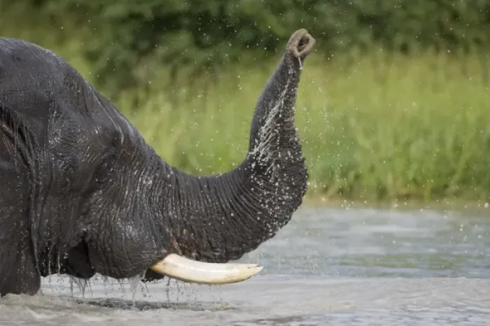 Framed Print : Botswana, Chobe National Park. Elephant (Loxodonta africana) playing and splashing