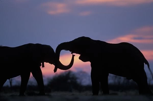 Botswana, Chobe National Park, Elephants (Loxodonta africana) silhouetted by setting