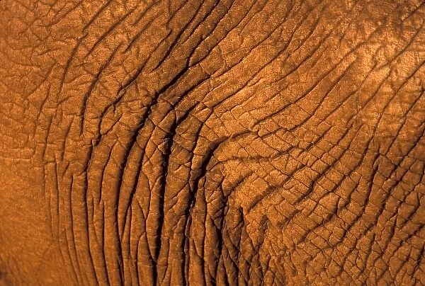 Botswana, Chobe National Park, Detail of Elephants hide (Loxodonta africana)