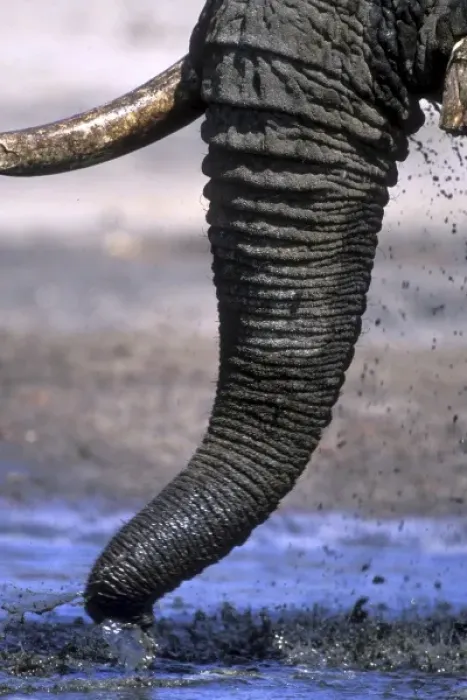 Framed Print : Botswana, Chobe National Park, Detail of Elephants trunk (Loxodonta africana) Framed Print : Botswana, Chobe National Park, Detail of Elephants trunk (Loxodonta africana)