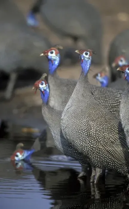 Framed Print : Botswana, Chobe National Park, Flock of Helmeted Guineafowl (Numida meleagris) reflected
