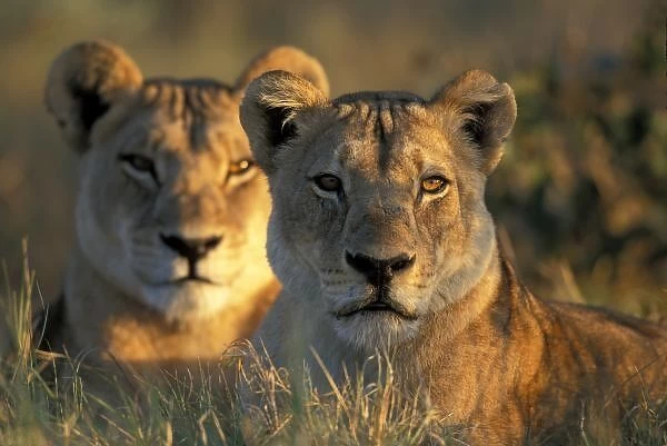 Botswana, Chobe National Park, Lionesses (Panthera leo) lie in tall grass in Savuti