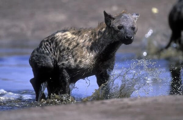 Botswana, Chobe National Park, Spotted Hyena (Crocuta crocuta) at water hole in Savuti
