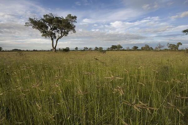 Botswana, Chobe National Park. Tall grass growing in Savuti Marsh during rainy season