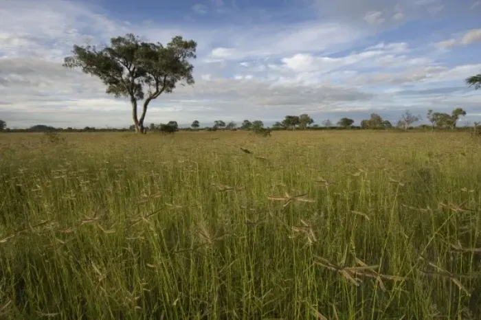 Framed Print : Botswana, Chobe National Park. Tall grass growing in Savuti Marsh during rainy season Framed Print : Botswana, Chobe National Park. Tall grass growing in Savuti Marsh during rainy season
