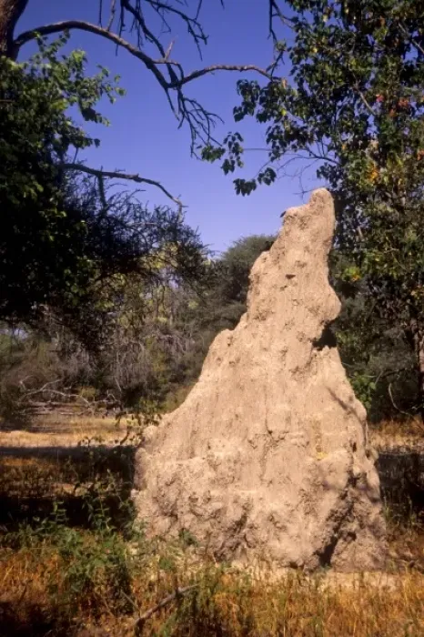 Framed Print : Botswana: Maun, Montsenella Lodge Tree Camp, Termite Mound Framed Print : Botswana: Maun, Montsenella Lodge Tree Camp, Termite Mound
