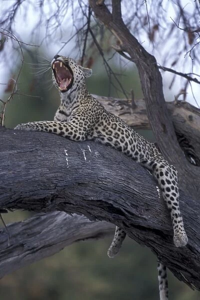 Botswana, Moremi Game Reserve, Adult Female Leopard (Panthera pardus) yawns while