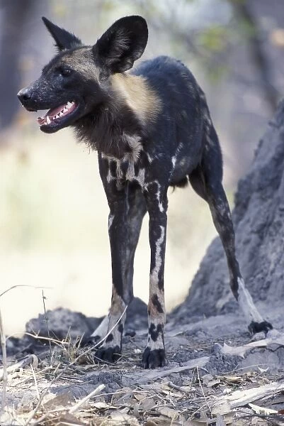 Botswana, Moremi Game Reserve, African Wild Dogs (Lycaon pictus) rest during heat