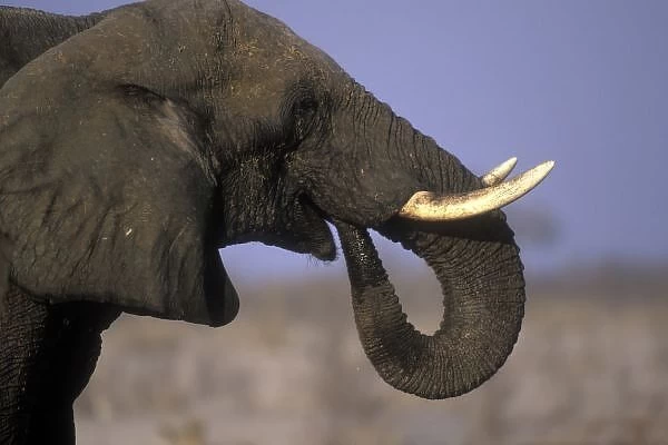 Botswana, Moremi Game Reserve, Bull Elephant (Loxodonta africana) near Xakanaxa during