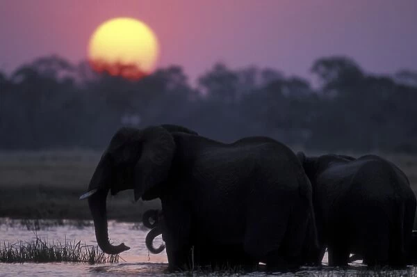 Botswana, Moremi Game Reserve, Elephant herd (Loxodonta africana) drinking in pool