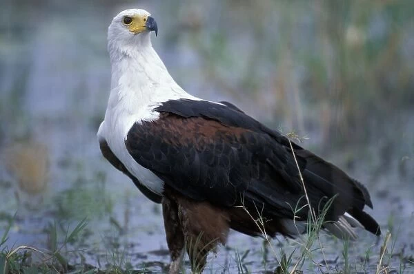 Botswana, Moremi Game Reserve, Fish Eagle (Halieaeetus vocifer) stands along banks