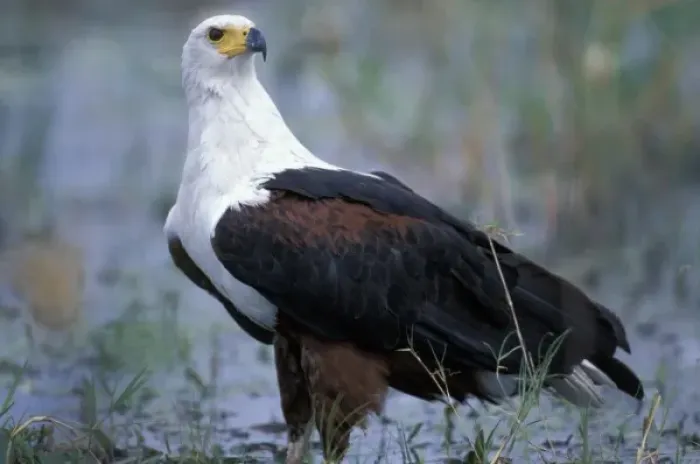 Framed Print : Botswana, Moremi Game Reserve, Fish Eagle (Halieaeetus vocifer) stands along banks Framed Print : Botswana, Moremi Game Reserve, Fish Eagle (Halieaeetus vocifer) stands along banks