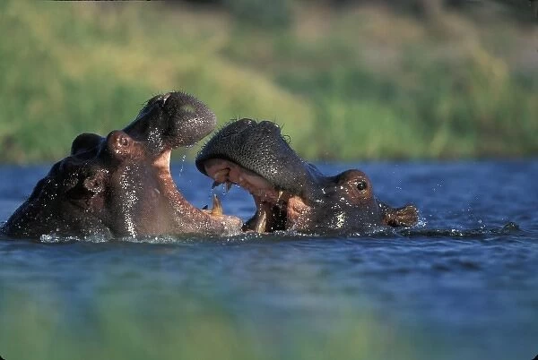 Botswana, Moremi Game Reserve, Hippopotami (Hippopotamus amphibius) fight by Khwai River