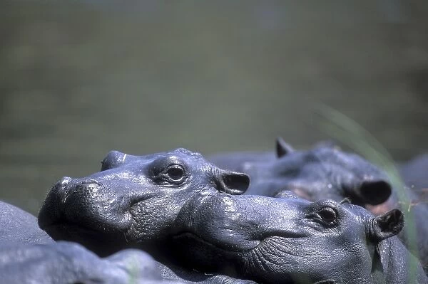 Botswana, Moremi Game Reserve, Hippopotamus group (Hippopotamus amphibius) resting