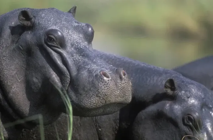 Framed Print : Botswana, Moremi Game Reserve, Hippopotamus (Hippopotamus amphibius) resting in sun