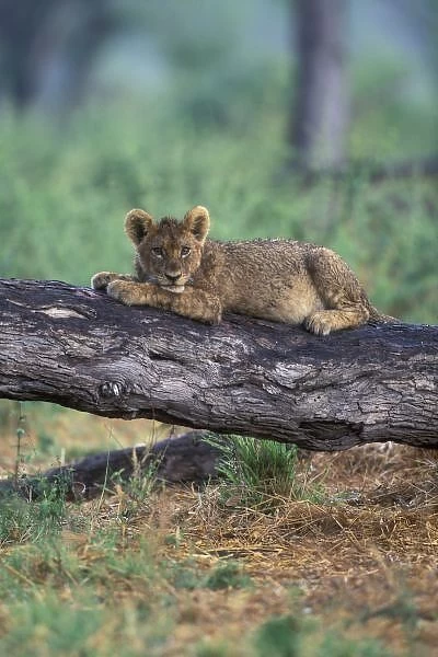 Botswana, Moremi Game Reserve, Lion cub (Panthera leo) sits on tree branch after
